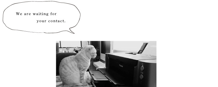 連絡を待つ猫
