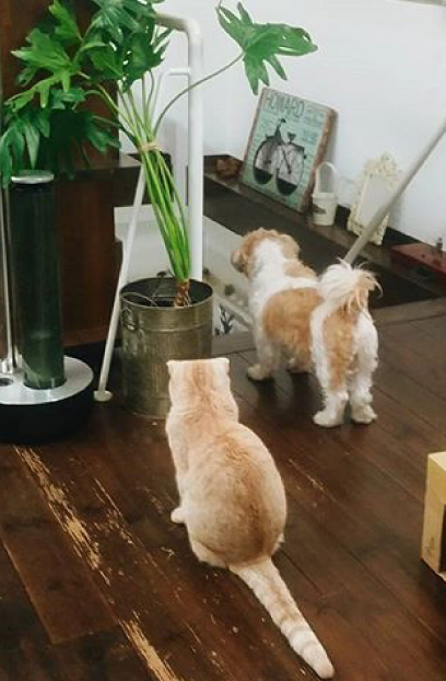 事務所で飼っている猫と犬